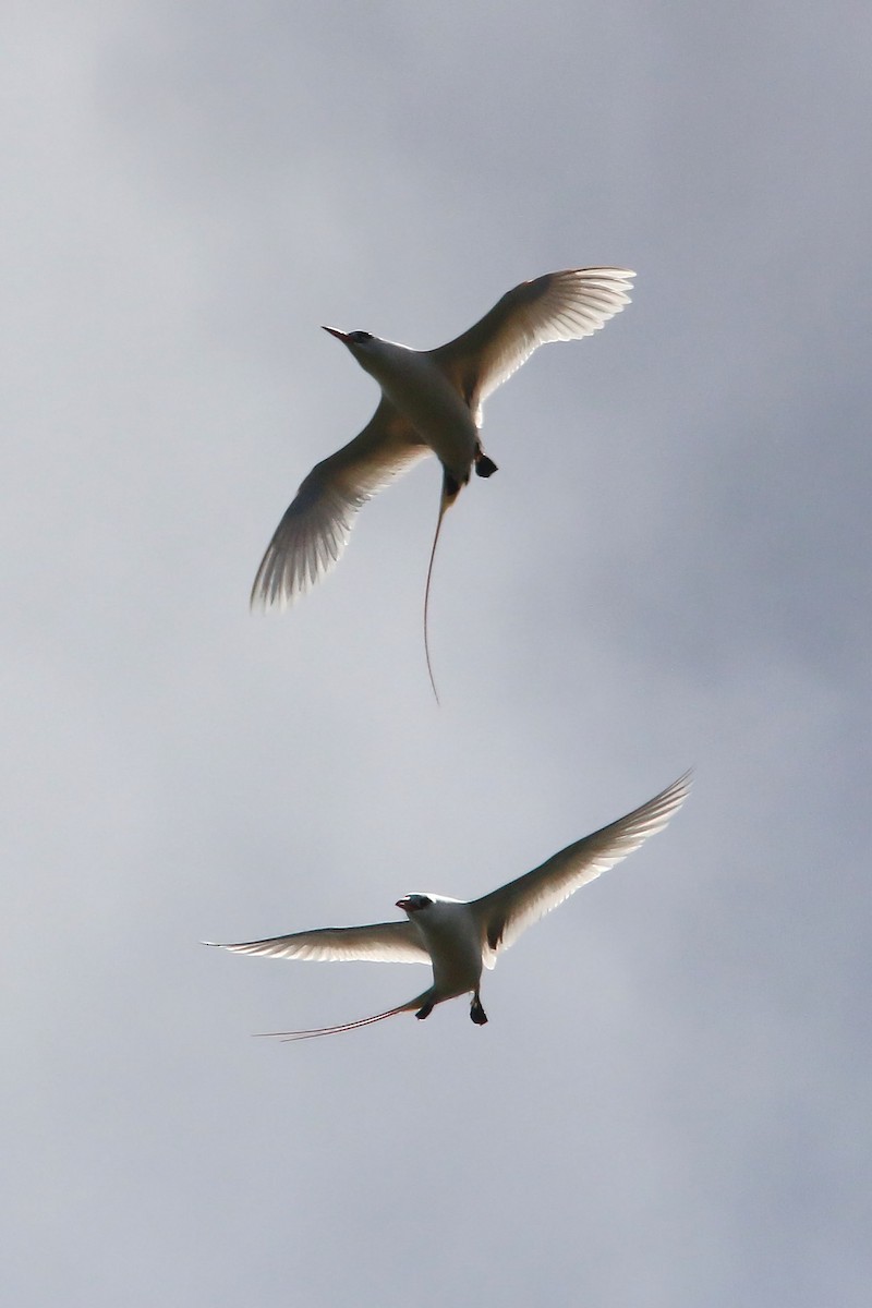 Red-tailed Tropicbird - William Clark