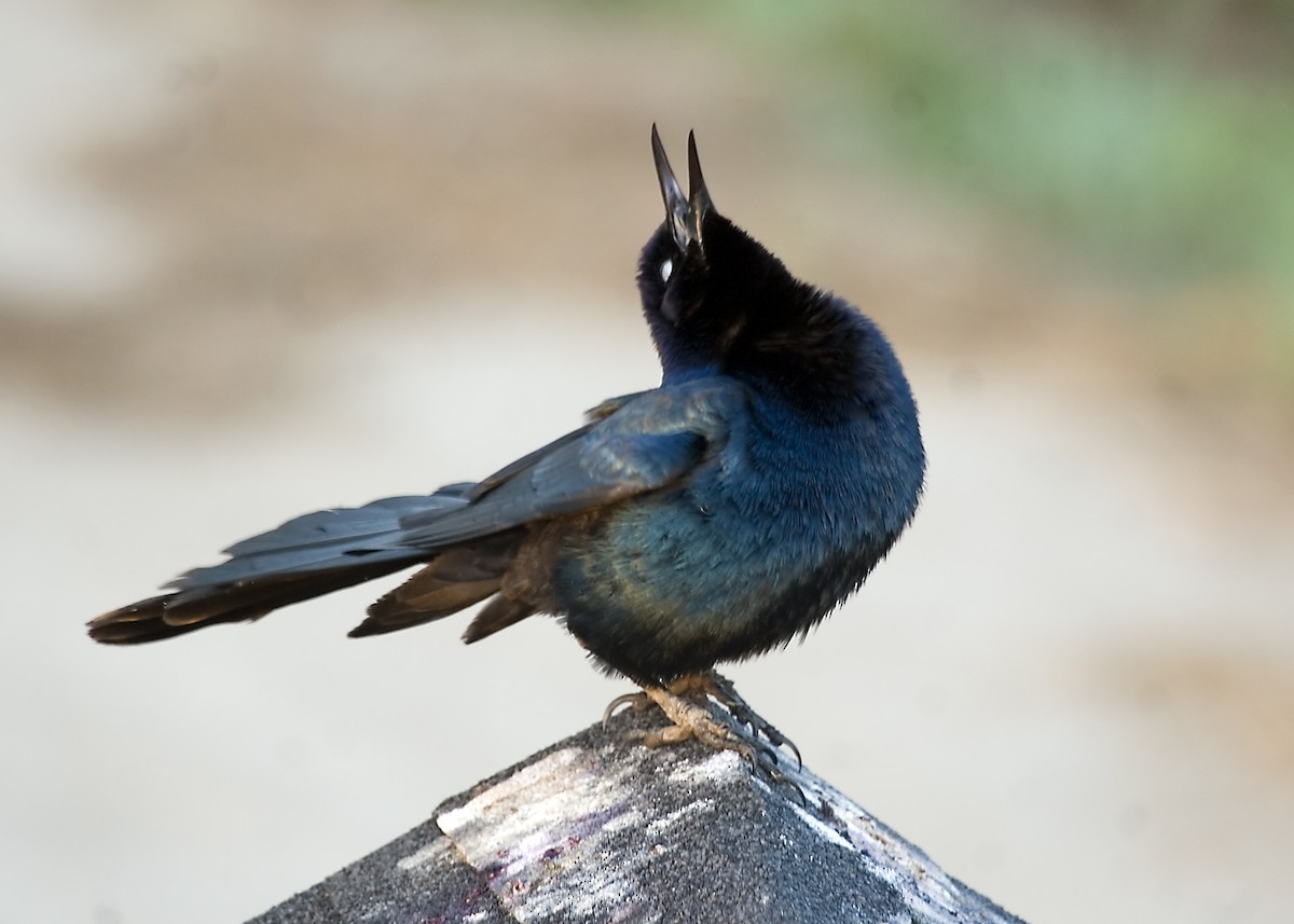 Boat-tailed Grackle - Rachel Holzman