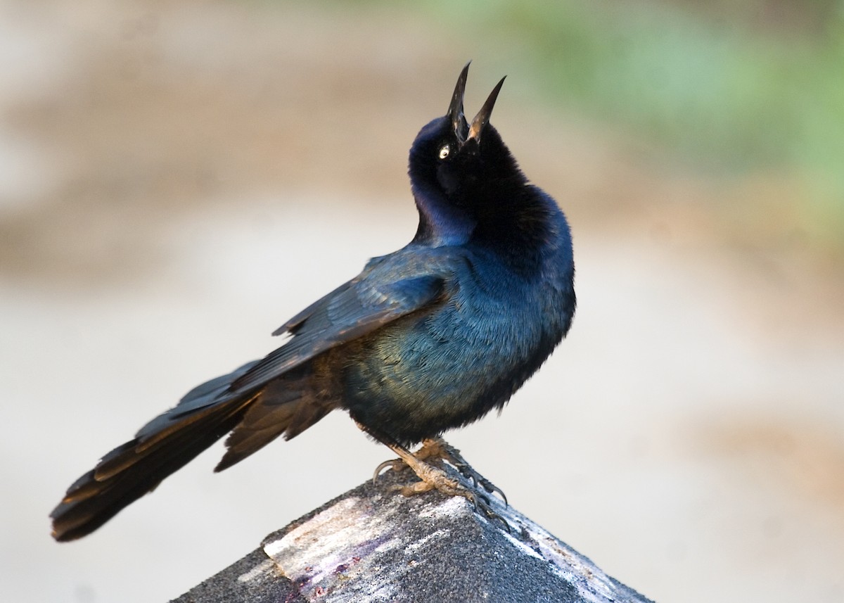 Boat-tailed Grackle - ML619426029