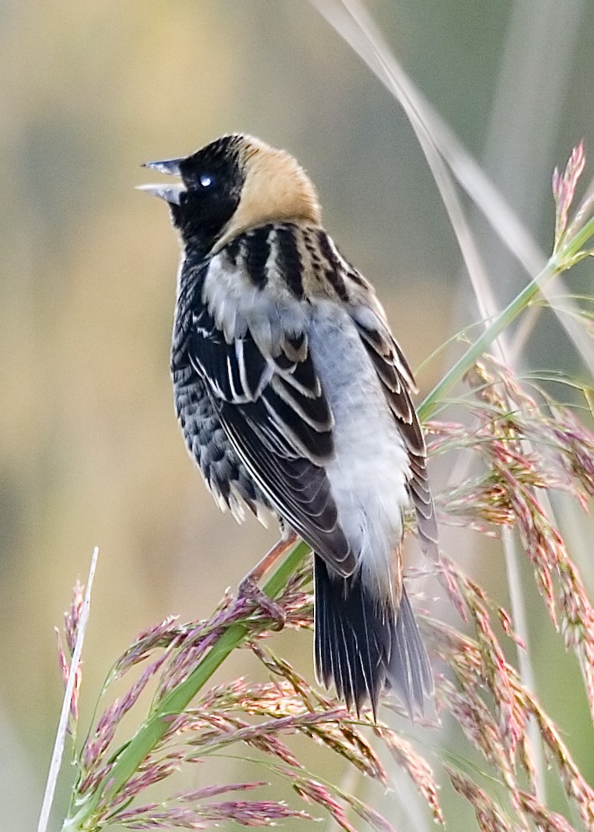 Bobolink - Rachel Holzman