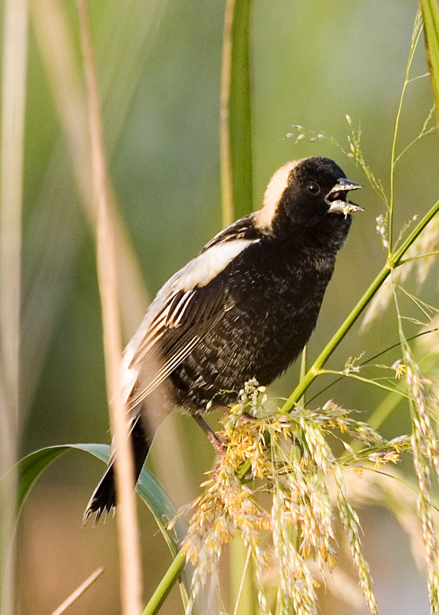 Bobolink - ML619426032