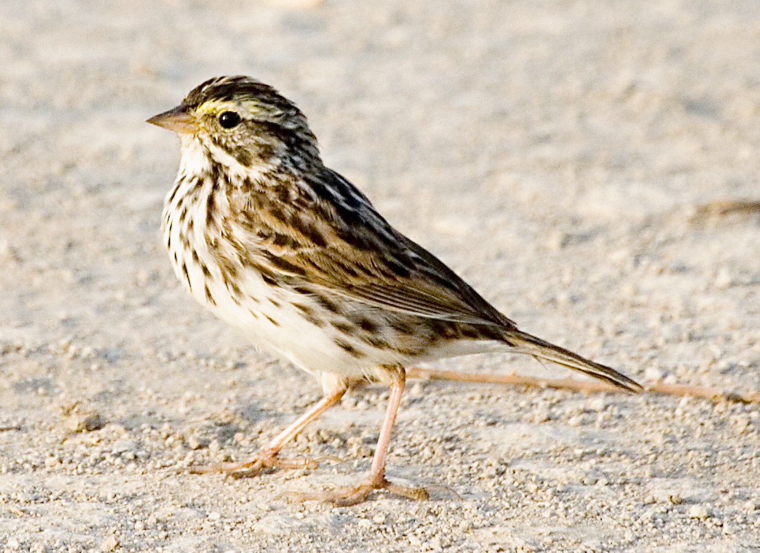 Savannah Sparrow (Savannah) - Rachel Holzman