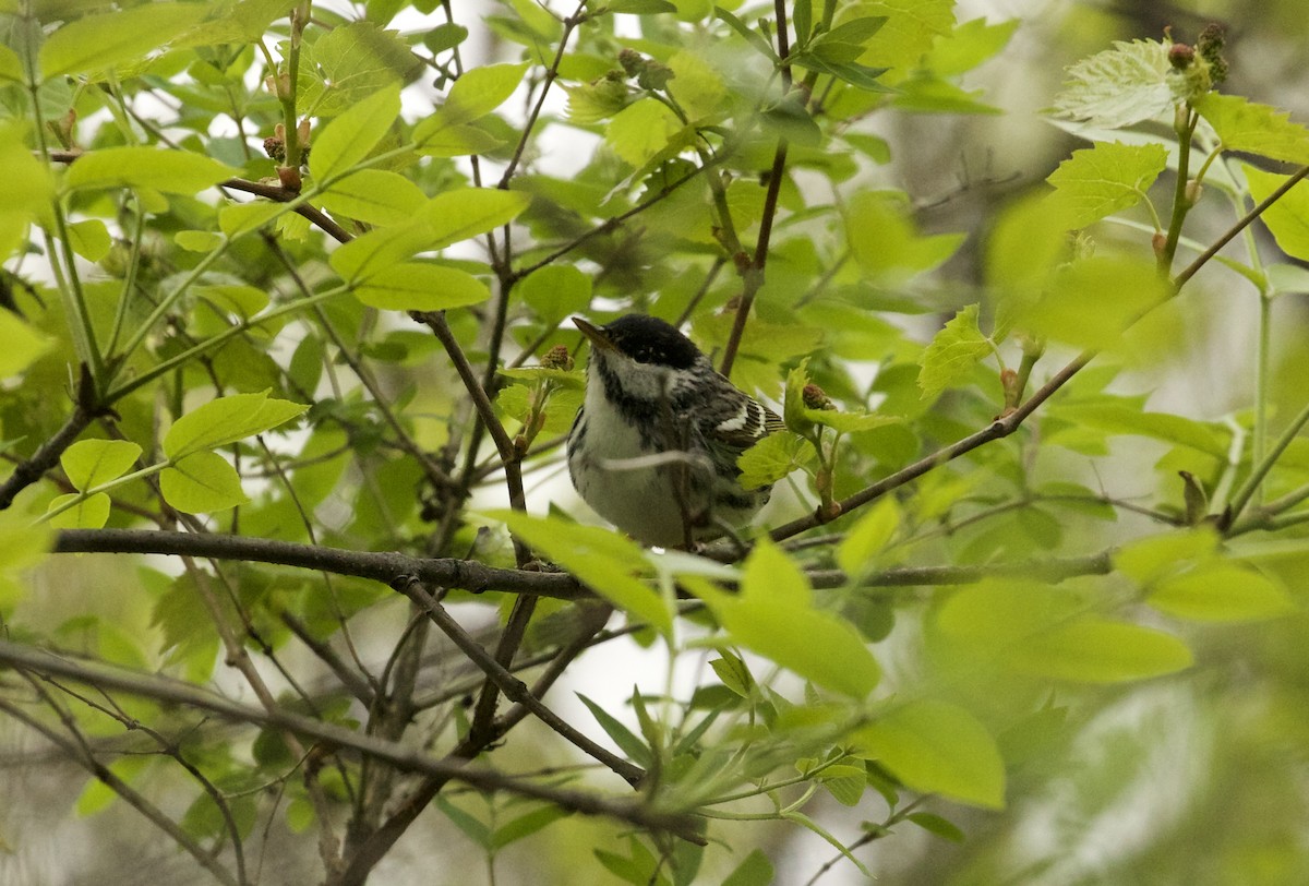 Blackpoll Warbler - Aaron Loken