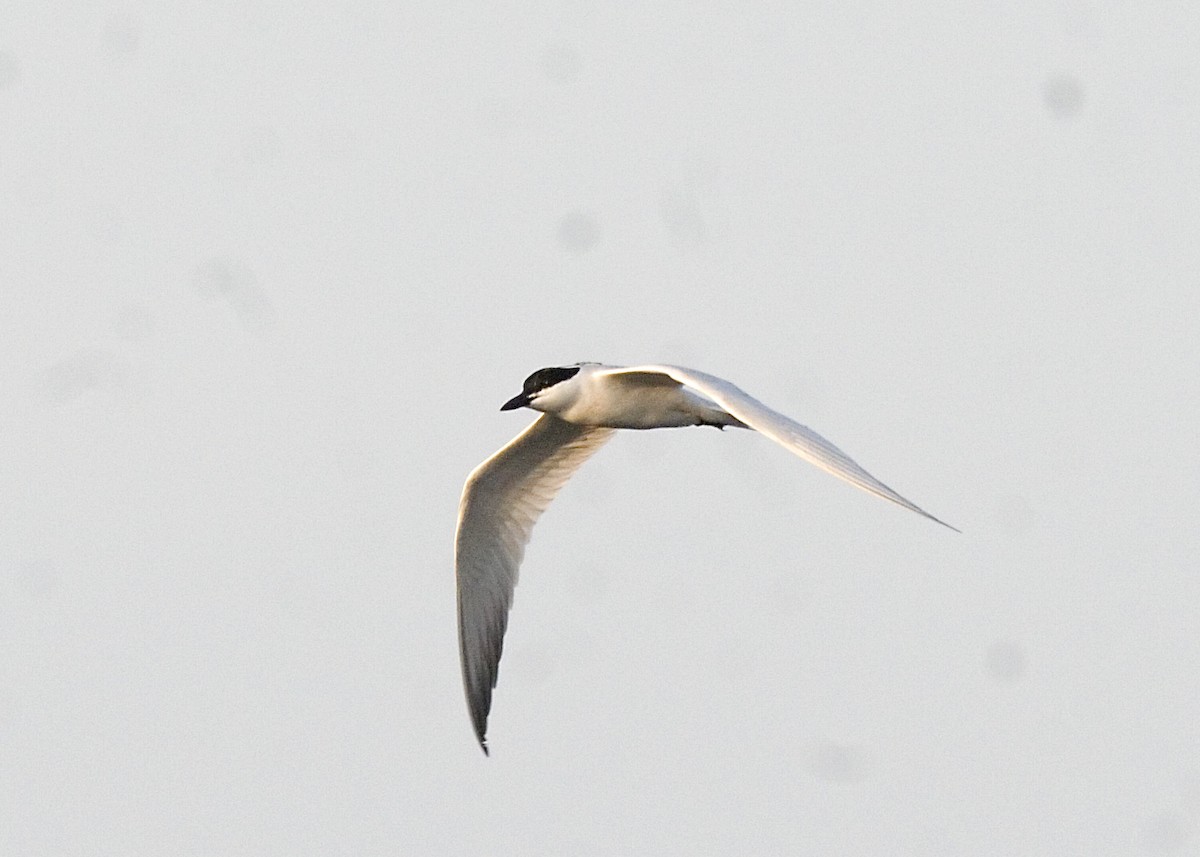 Gull-billed Tern - Rachel Holzman