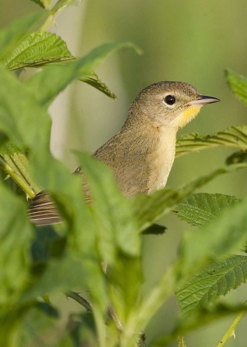 Common Yellowthroat - Rachel Holzman