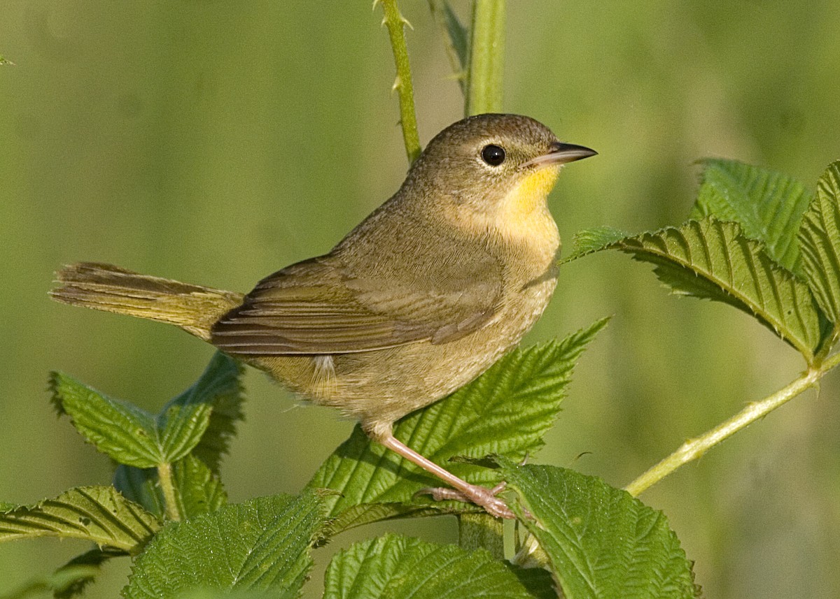 Weidengelbkehlchen - ML619426050