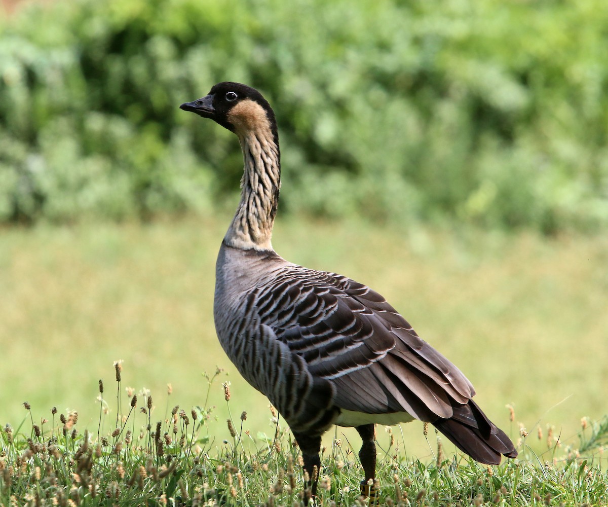 Hawaiian Goose - William Clark