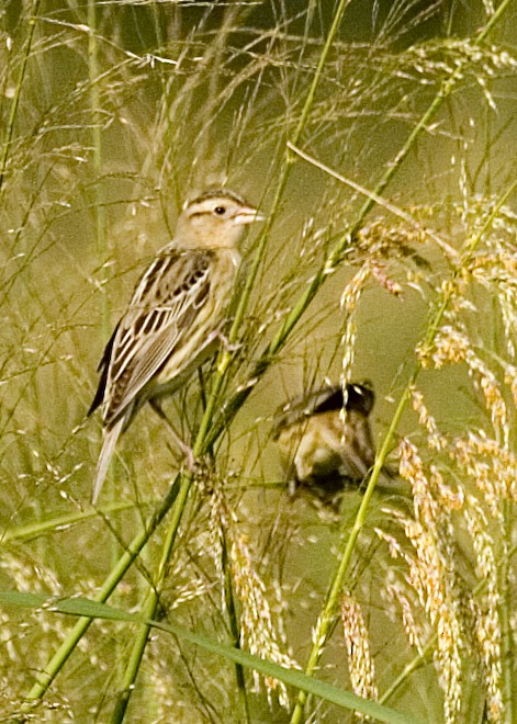 Bobolink - Rachel Holzman