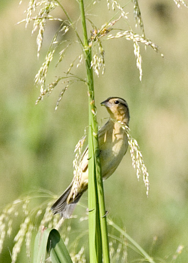 Bobolink - Rachel Holzman