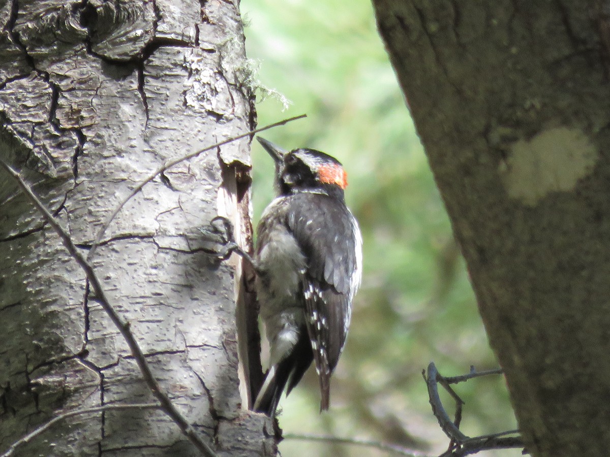 Hairy Woodpecker - Anonymous