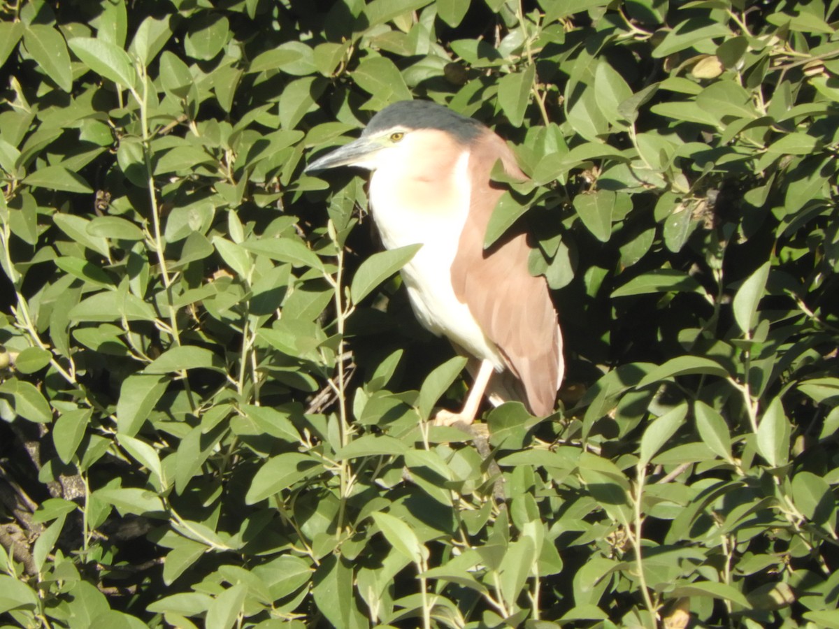 Nankeen Night Heron - Charles Silveira