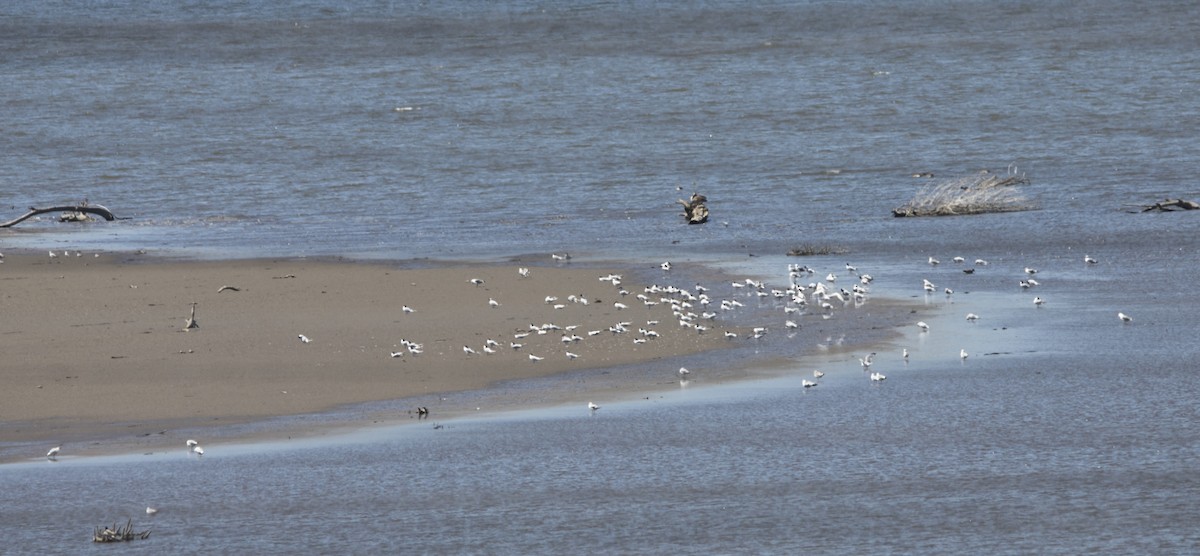 Caspian Tern - Brent Angelo