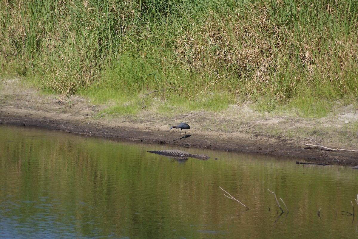 Little Blue Heron - ML619426090