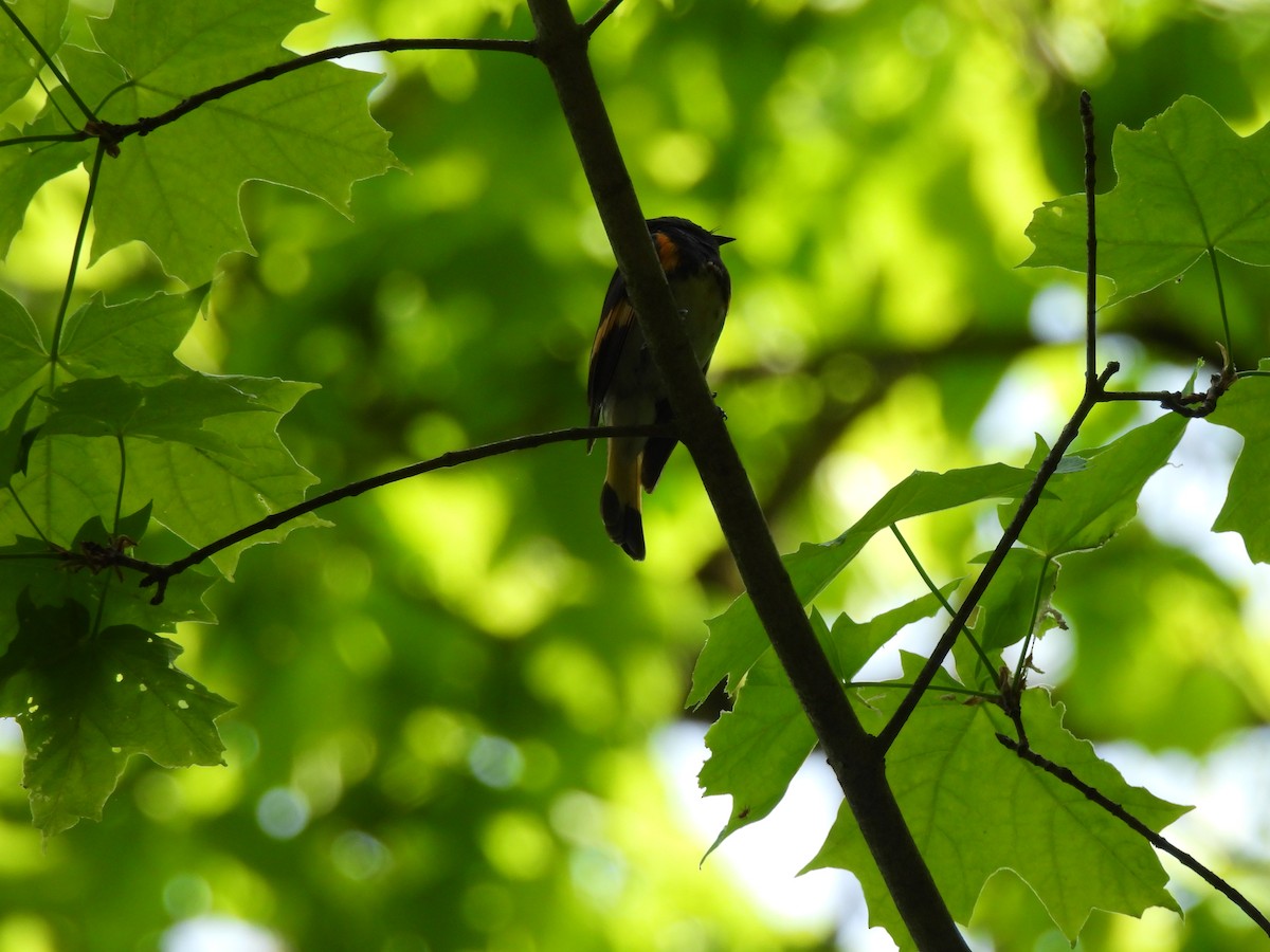 American Redstart - Irene Cody