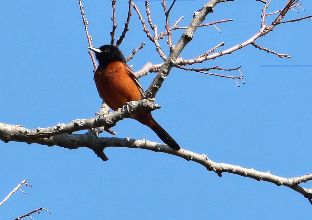 Orchard Oriole - Charlotte Byers