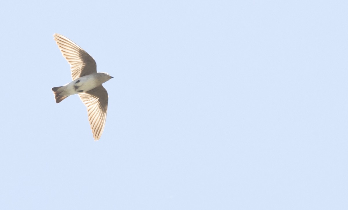 Northern Rough-winged Swallow - Brent Angelo