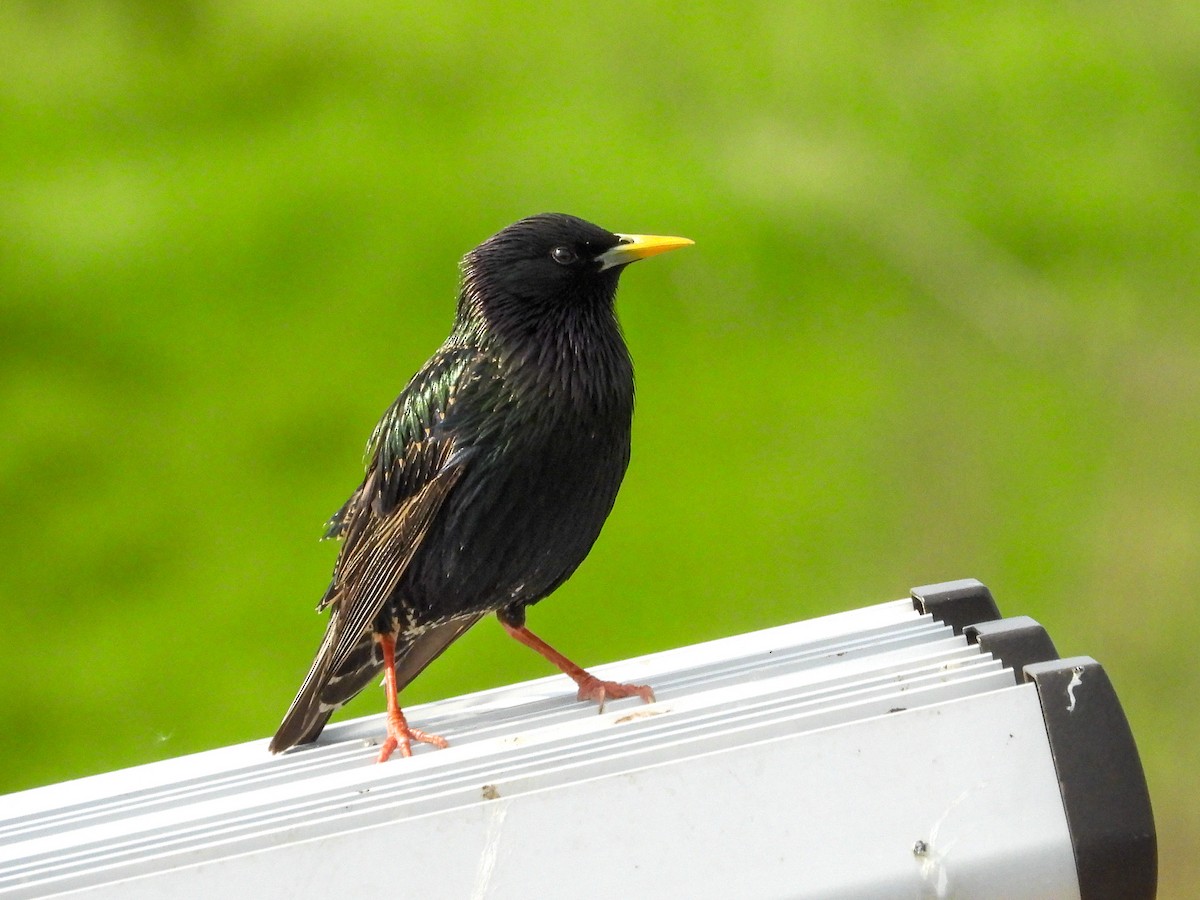 European Starling - Ellen Star