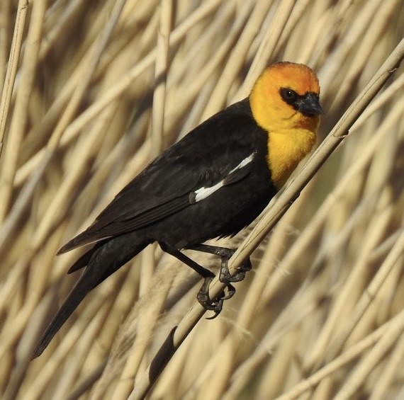 Yellow-headed Blackbird - Robin Melvin