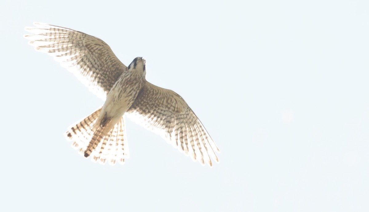 American Kestrel - Brent Angelo