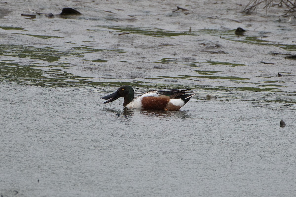 Northern Shoveler - Solomon Greene