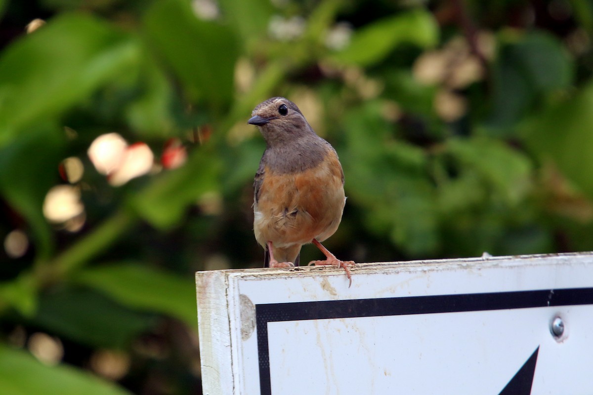 White-rumped Shama - William Clark