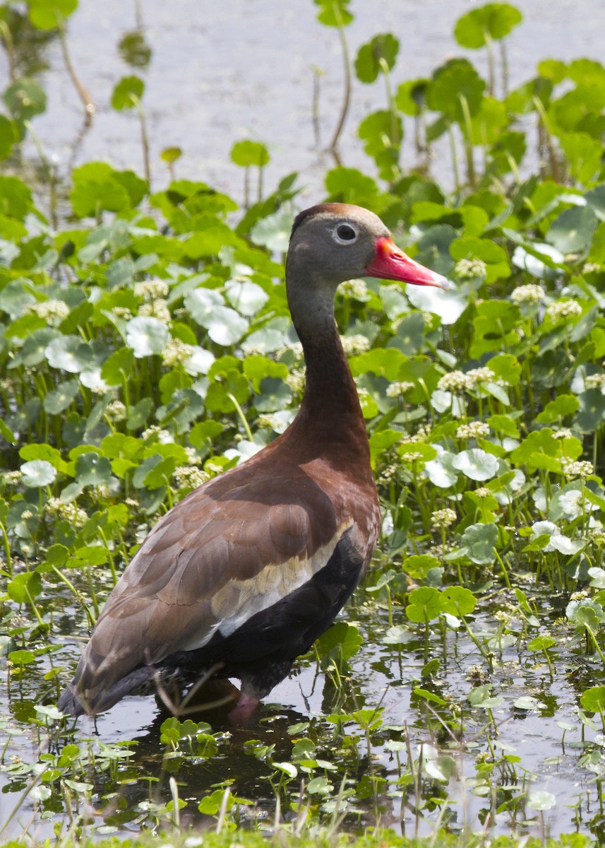 Black-bellied Whistling-Duck - ML619426137