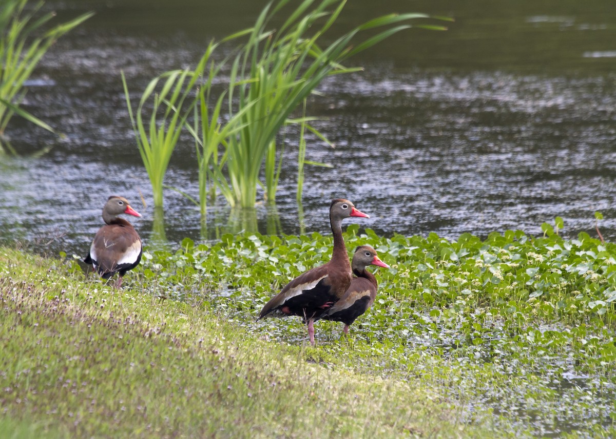 Black-bellied Whistling-Duck - Rachel Holzman