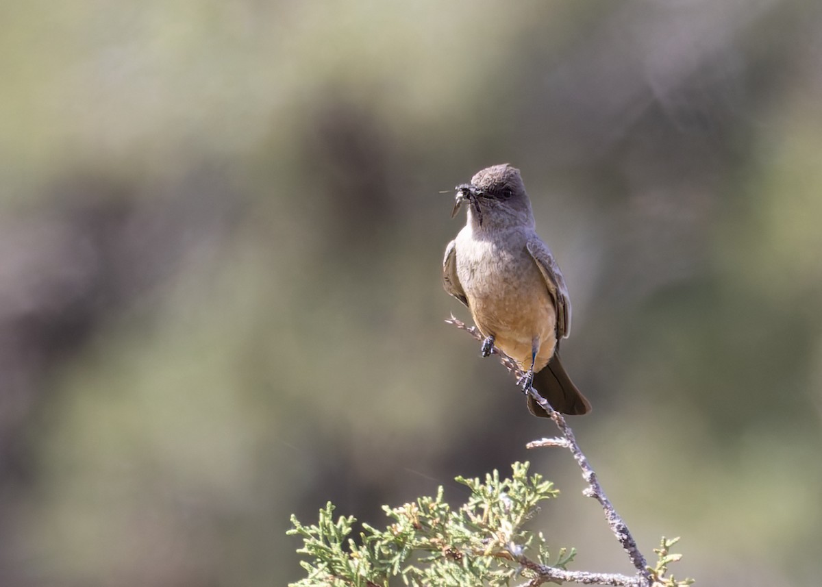 Say's Phoebe - Verlee Sanburg