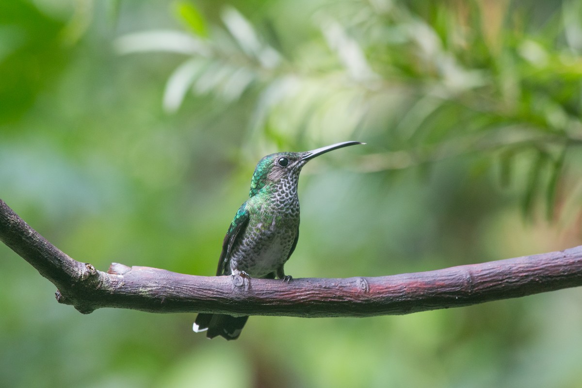 White-necked Jacobin - Nancy Davis