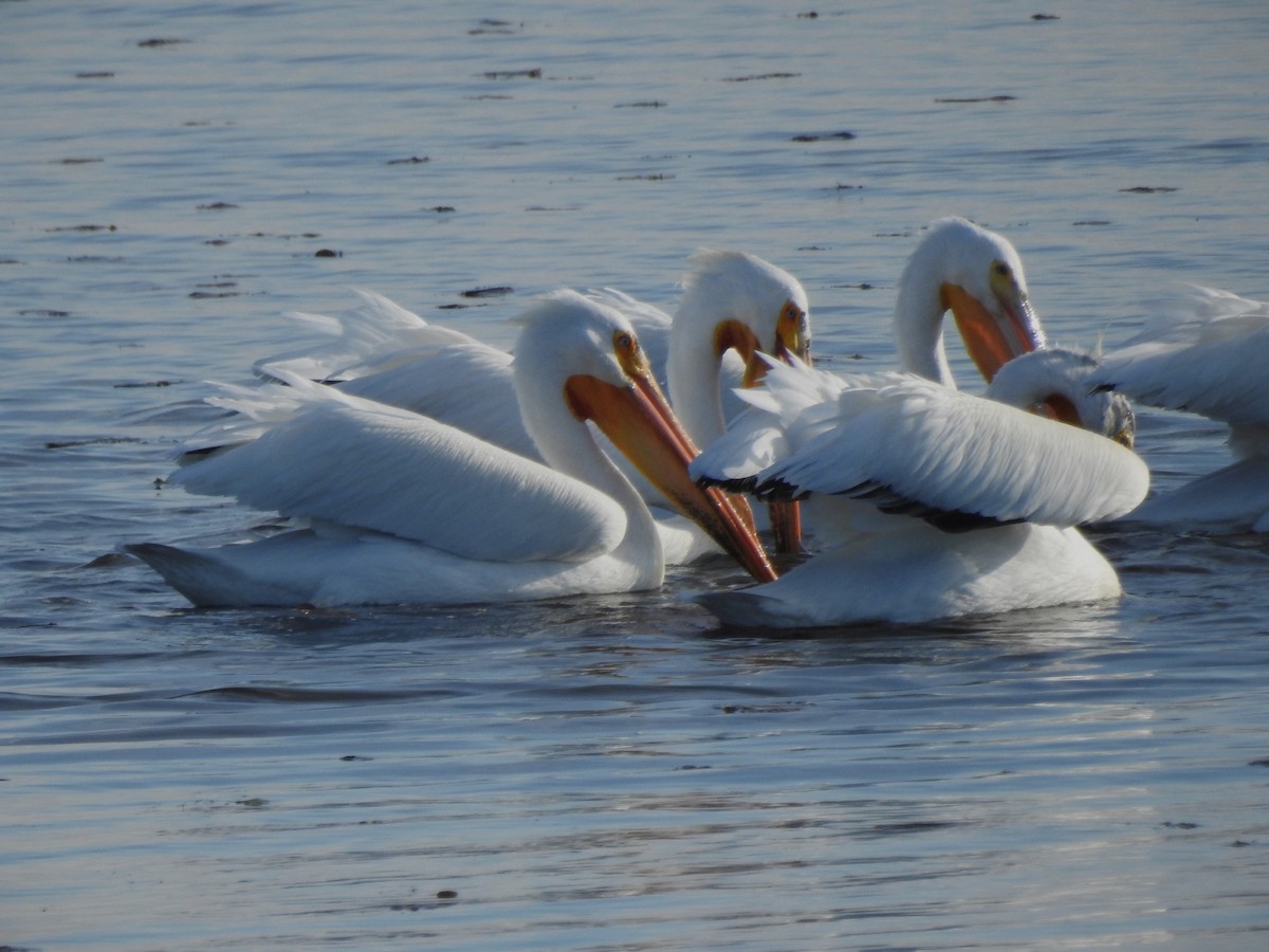 American White Pelican - ML619426147