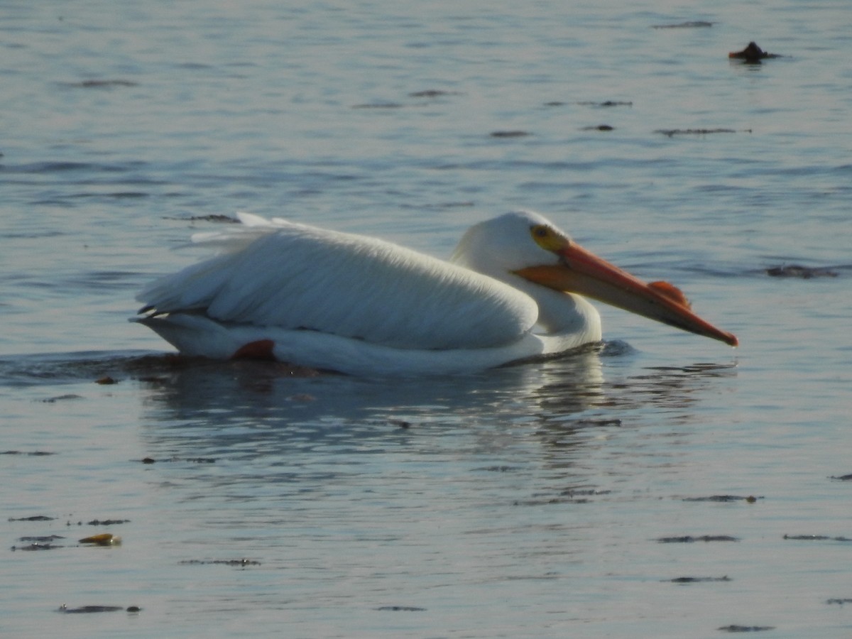 アメリカシロペリカン - ML619426148