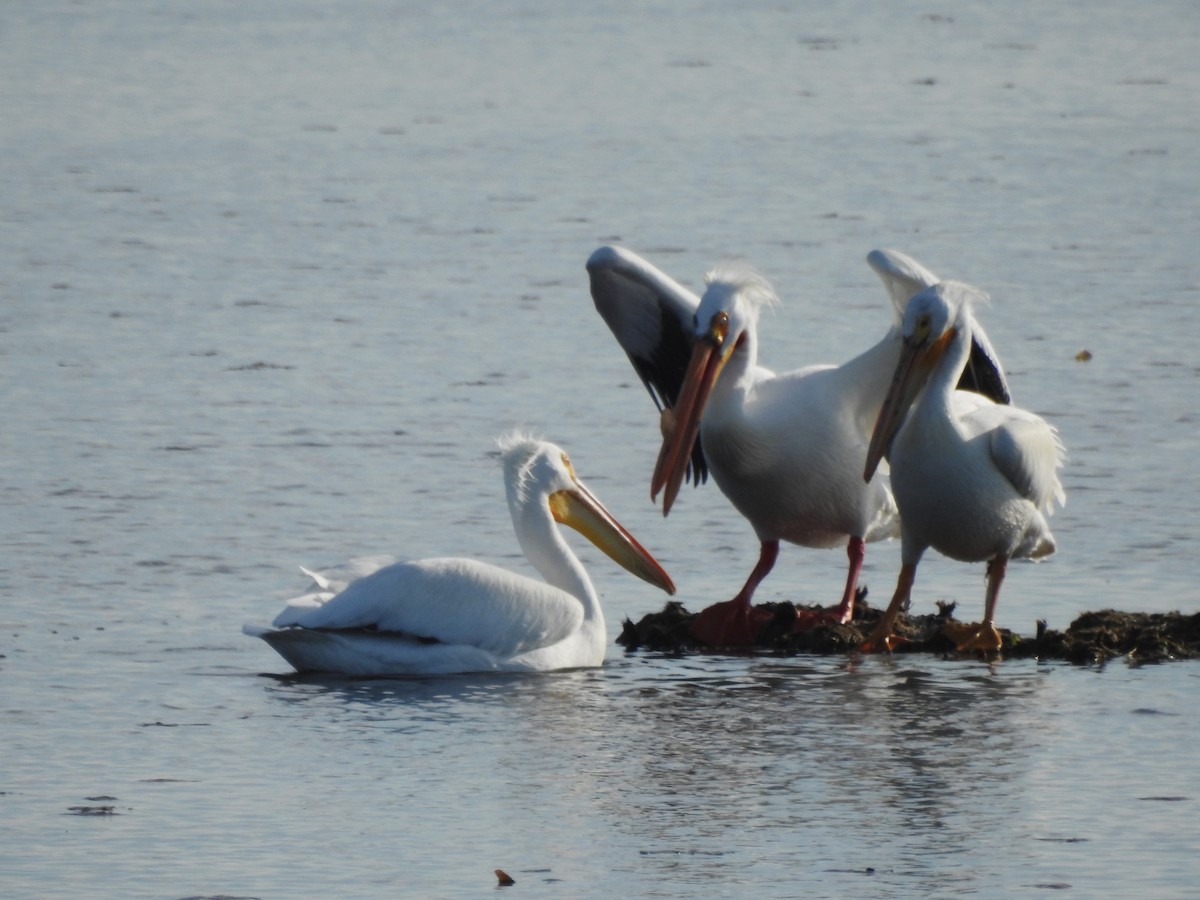 American White Pelican - ML619426149