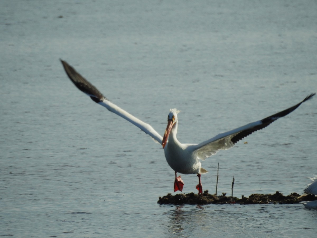 アメリカシロペリカン - ML619426150