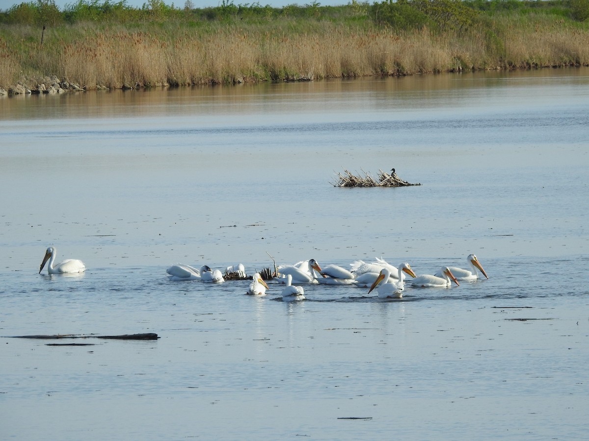 American White Pelican - ML619426151