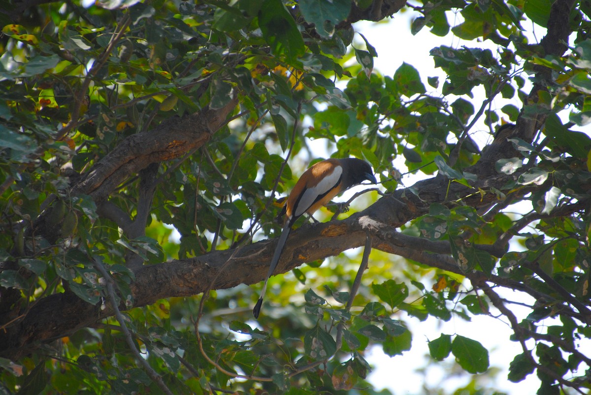 Rufous Treepie - ML619426155