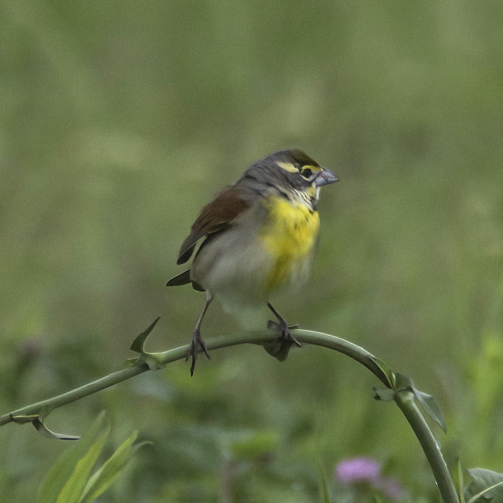 Dickcissel - Sue Riffe