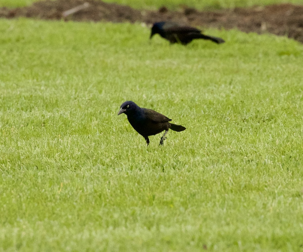 Common Grackle - Aaron Loken