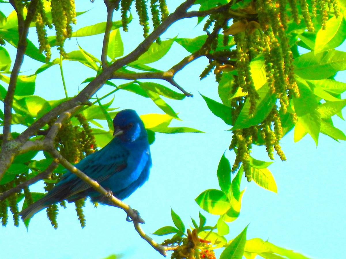 Indigo Bunting - Irene Cody