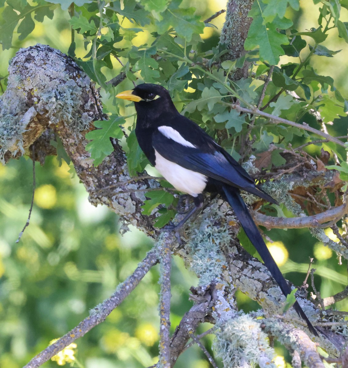 Yellow-billed Magpie - Tracy Drake