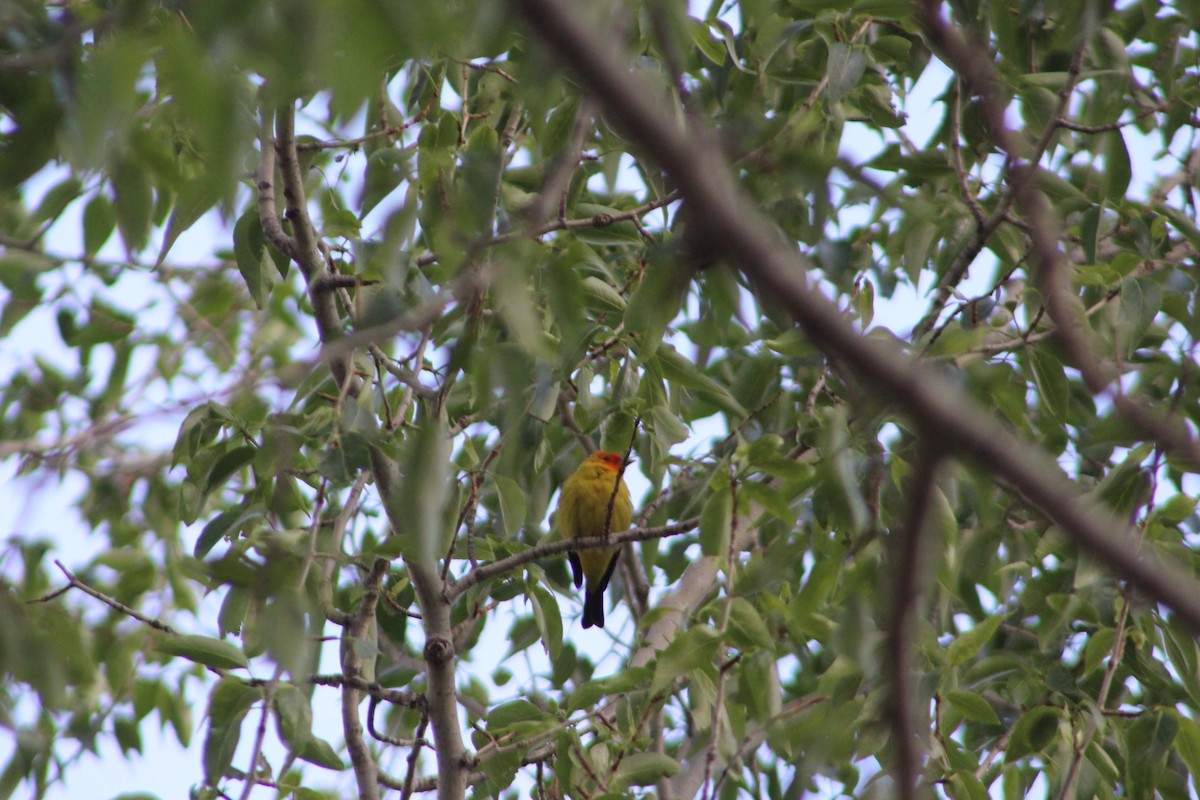 Western Tanager - Archer Silverman