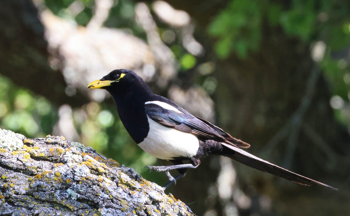 Yellow-billed Magpie - ML619426193