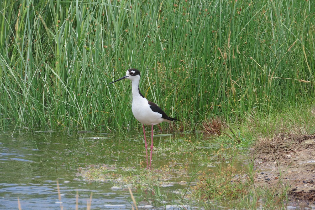 Black-necked Stilt - David Brinkman