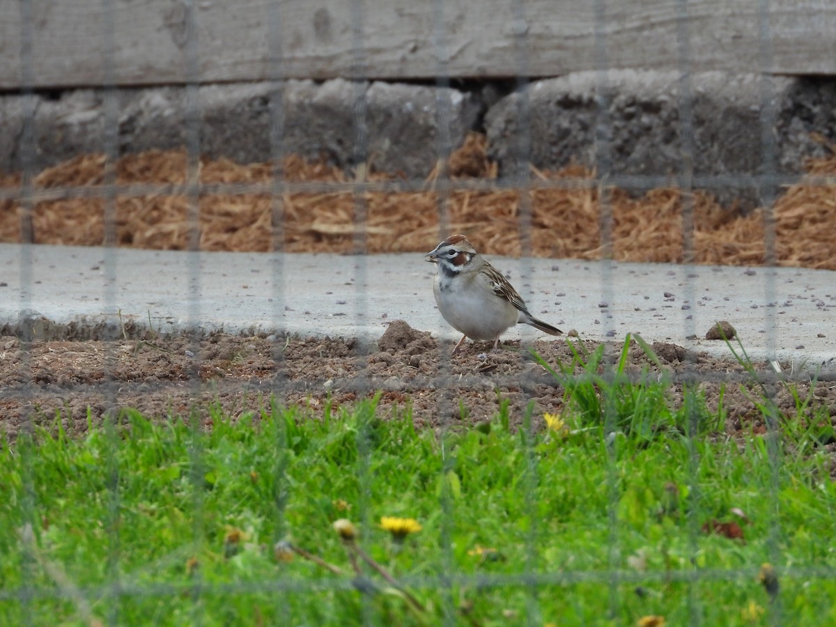 Lark Sparrow - Jim Lind