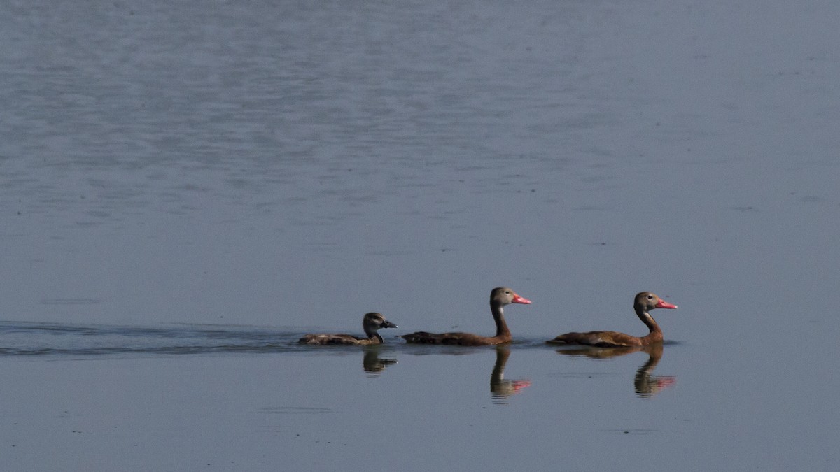 Black-bellied Whistling-Duck - Rachel Holzman