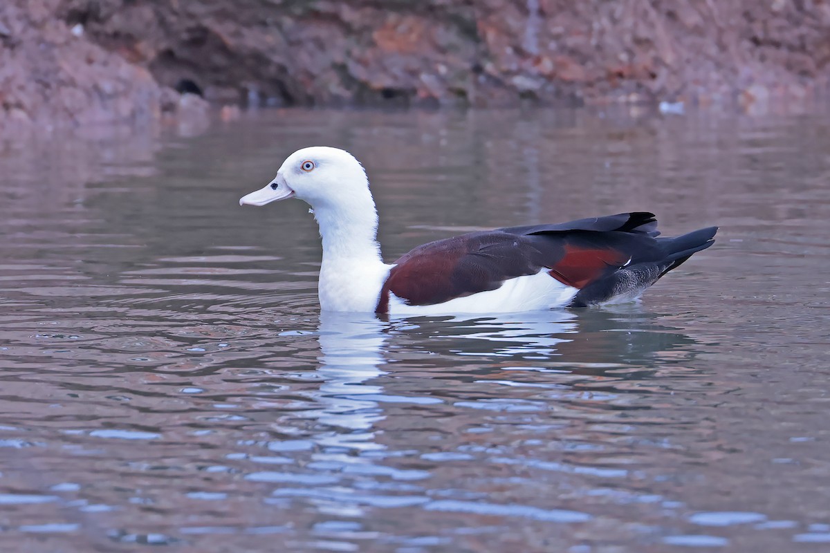 Radjah Shelduck - Stephen Murray