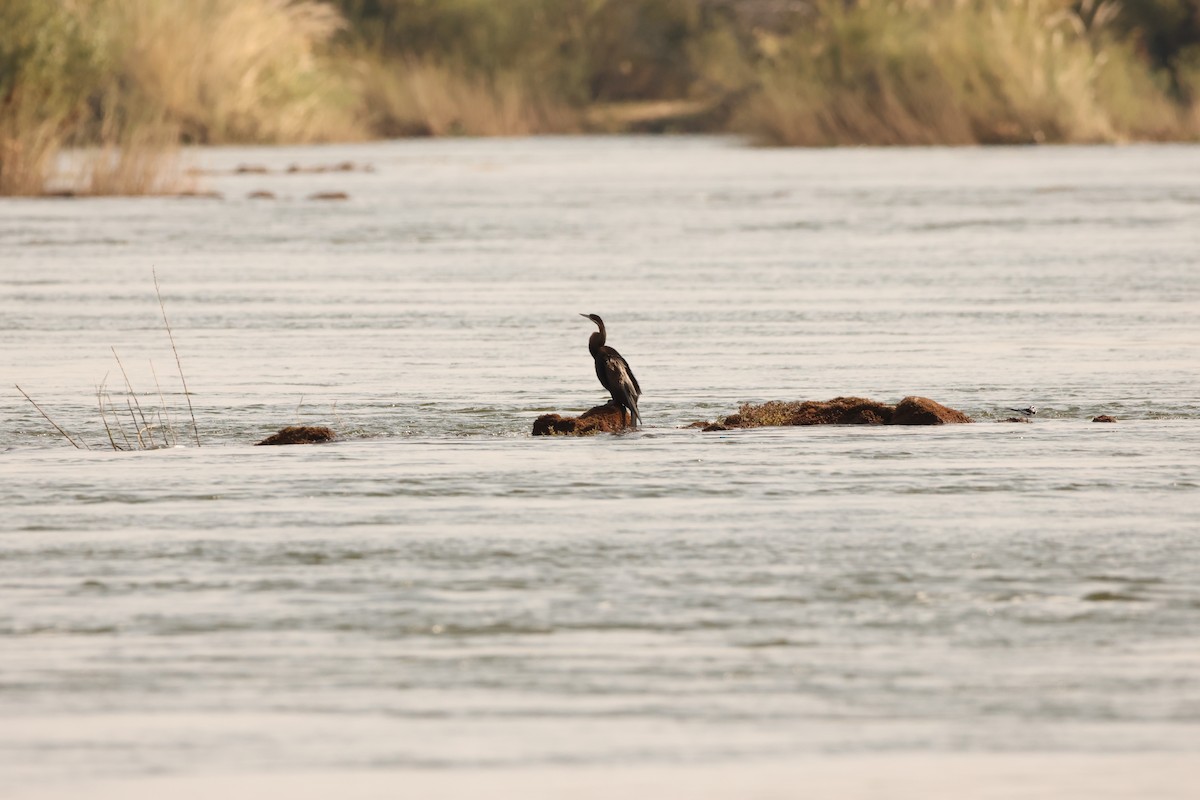 African Darter - Ada Alden