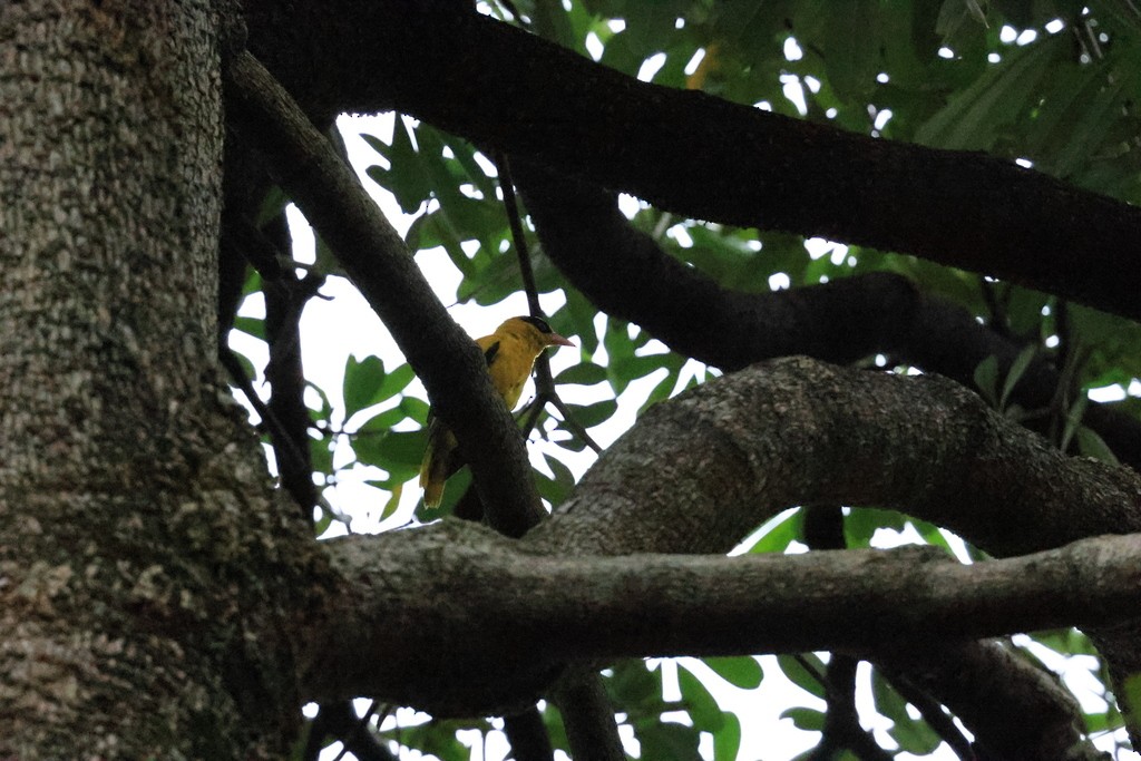 Black-naped Oriole - ML619426220