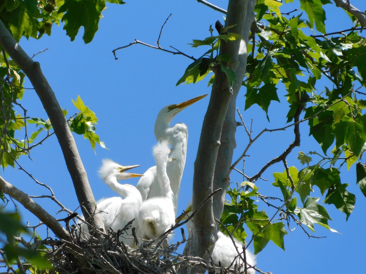 Great Egret - Julia Rabkin