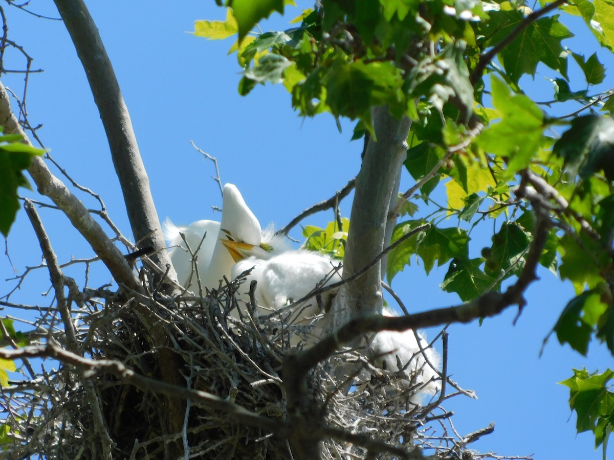 Great Egret - Julia Rabkin