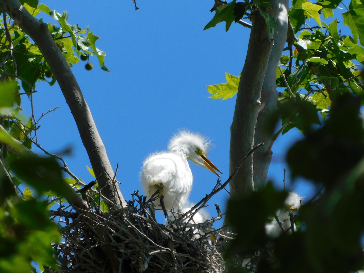 Great Egret - Julia Rabkin